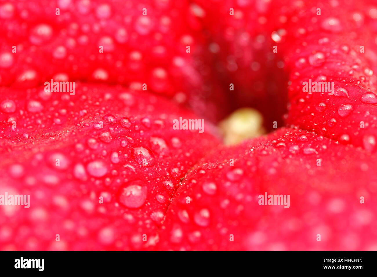 Goccioline sul fiore di petunia. Foto Stock