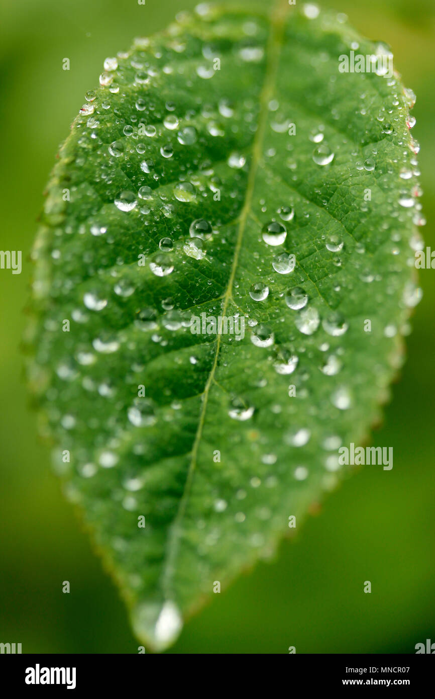 Gocce sulle foglie di rose. Foto Stock