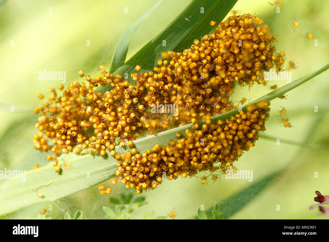 Ragni neonato. Araneus diadematus. Foto Stock