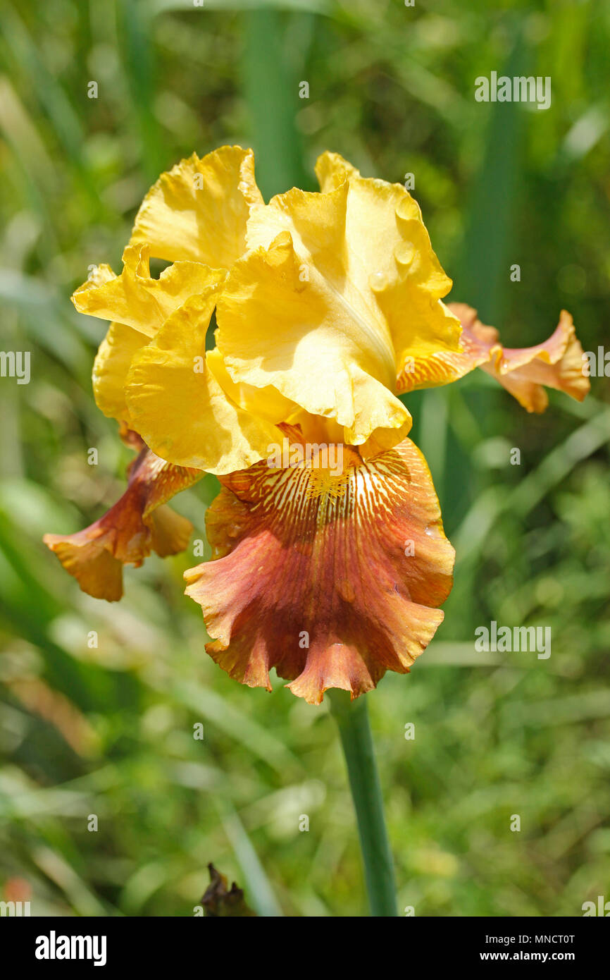 Iris germanica fiore. Foto Stock