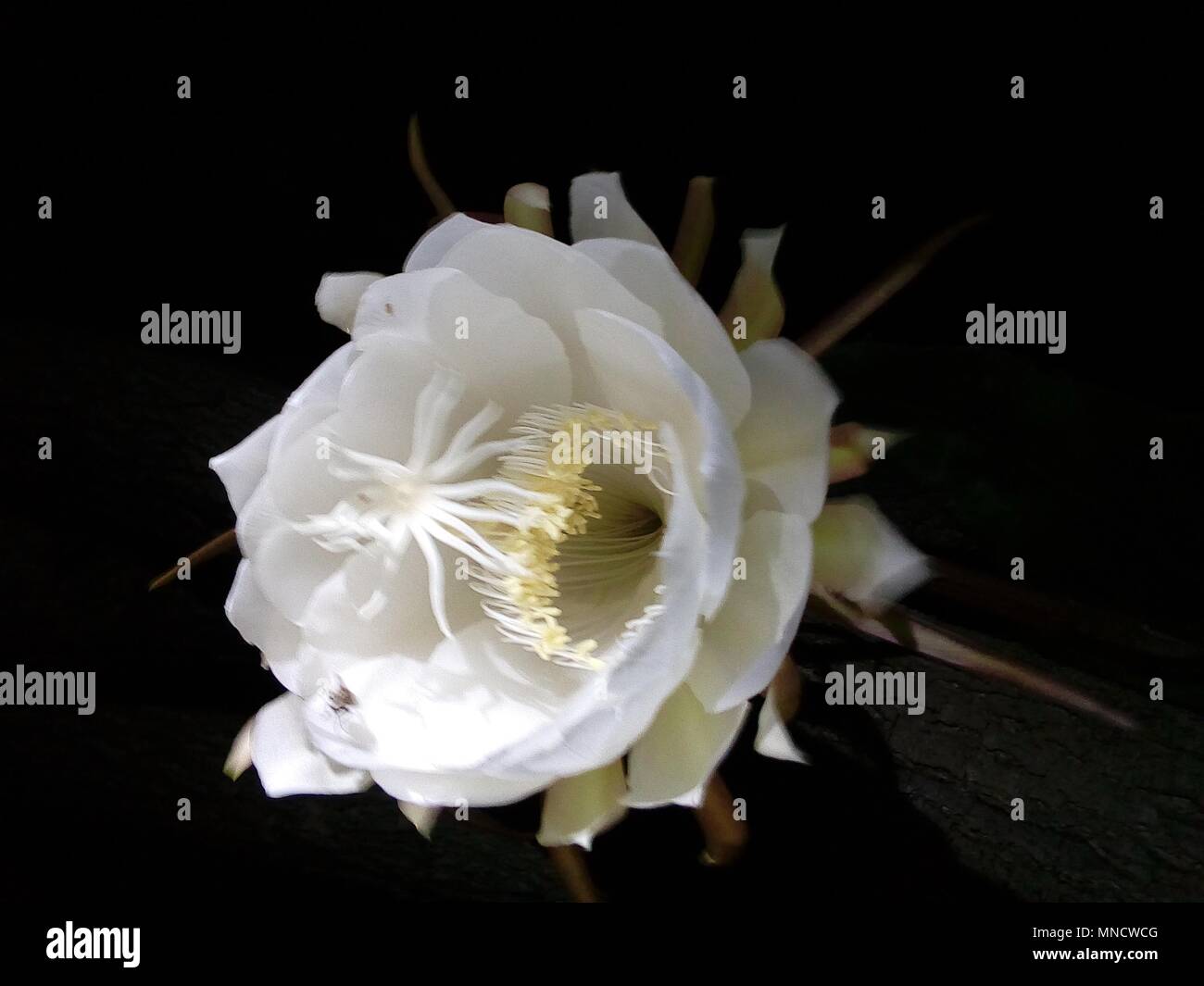 Fiori brahma kamal immagine fiore fiori esotici fiori rari Foto Stock