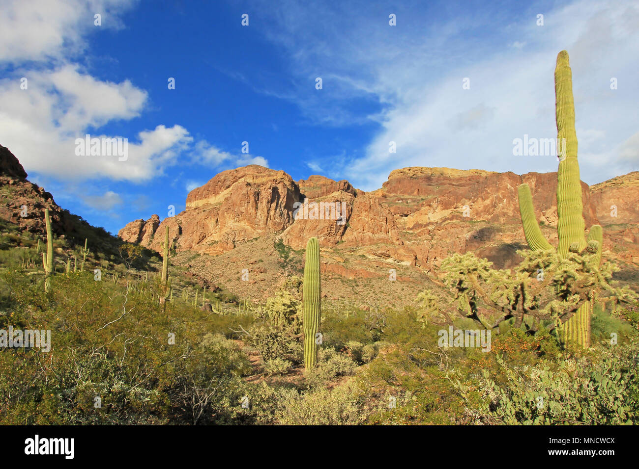 Diverse specie di cactus in organo a canne Cactus monumento nazionale, Arizona, Stati Uniti d'America Foto Stock