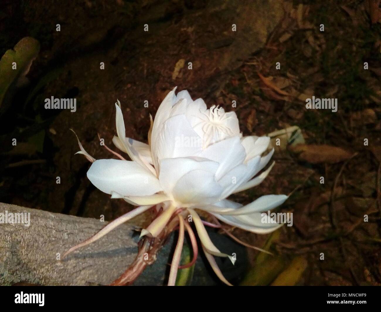 Fiori brahma kamal immagine fiore fiori esotici fiori rari Foto Stock