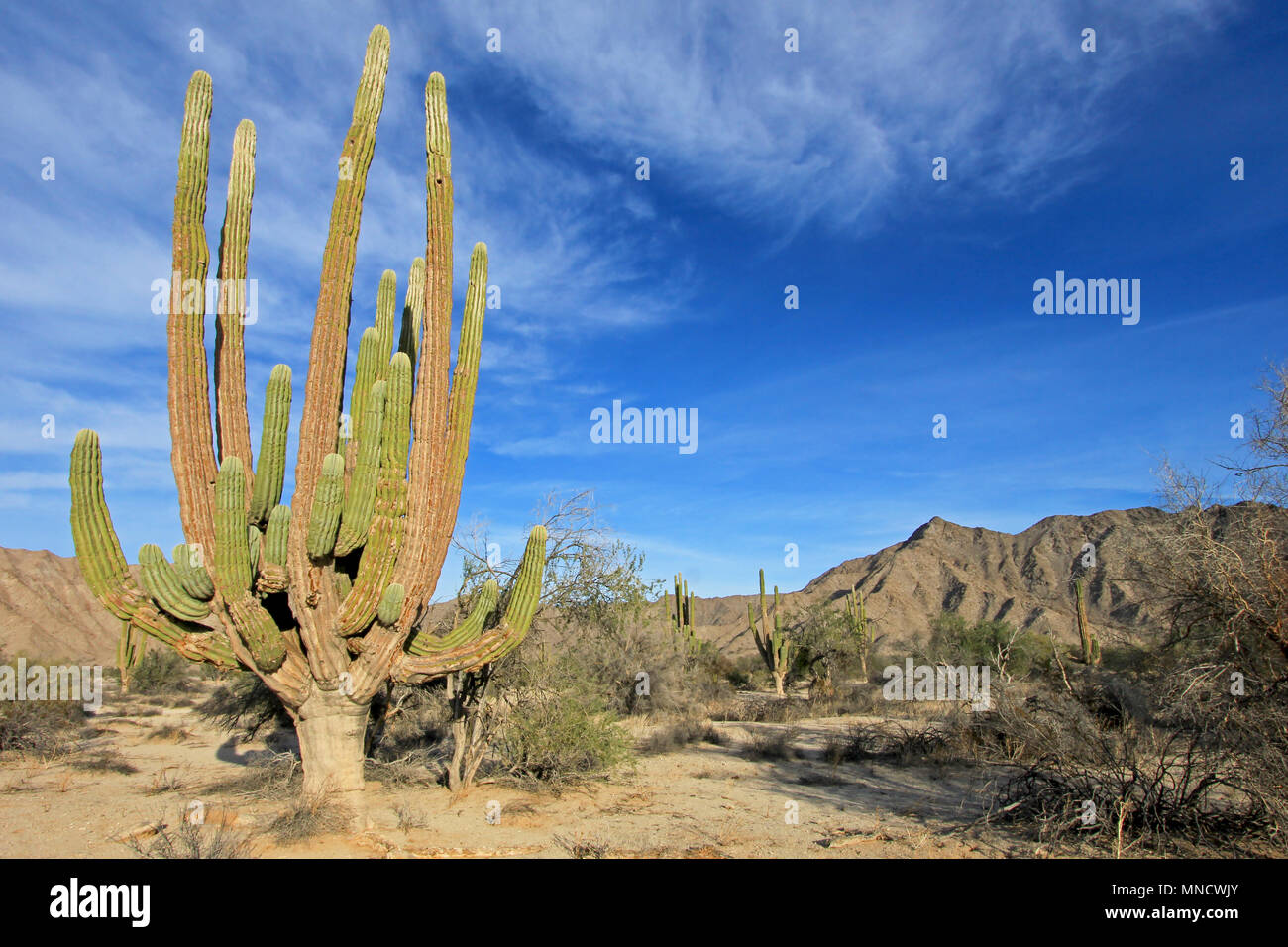 Grande Elefante Cardon cactus o cactus Pachycereus Pringlei in un paesaggio desertico, Baja California Sur, Messico Foto Stock