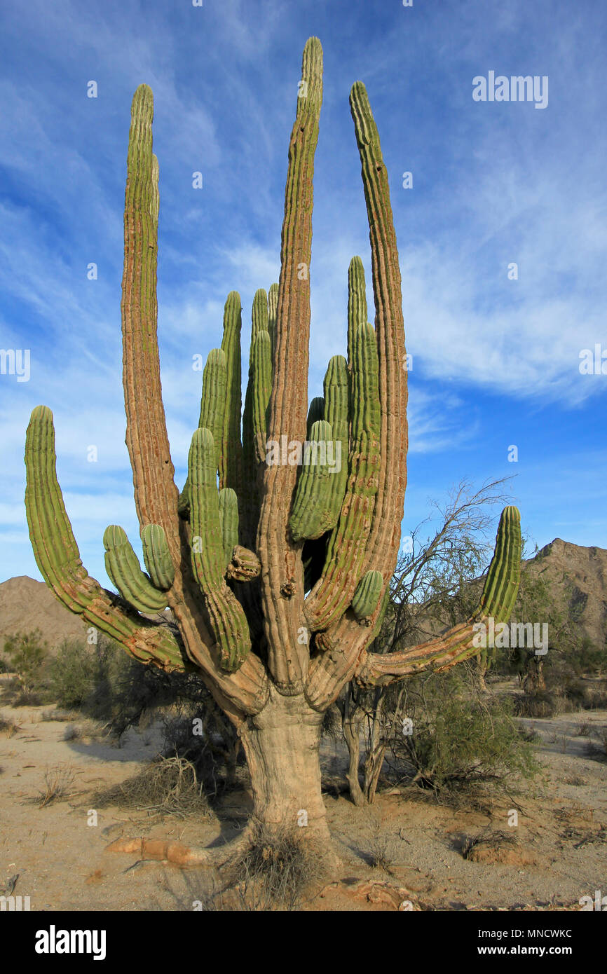 Grande Elefante Cardon cactus o cactus Pachycereus Pringlei in un paesaggio desertico, Baja California Sur, Messico Foto Stock