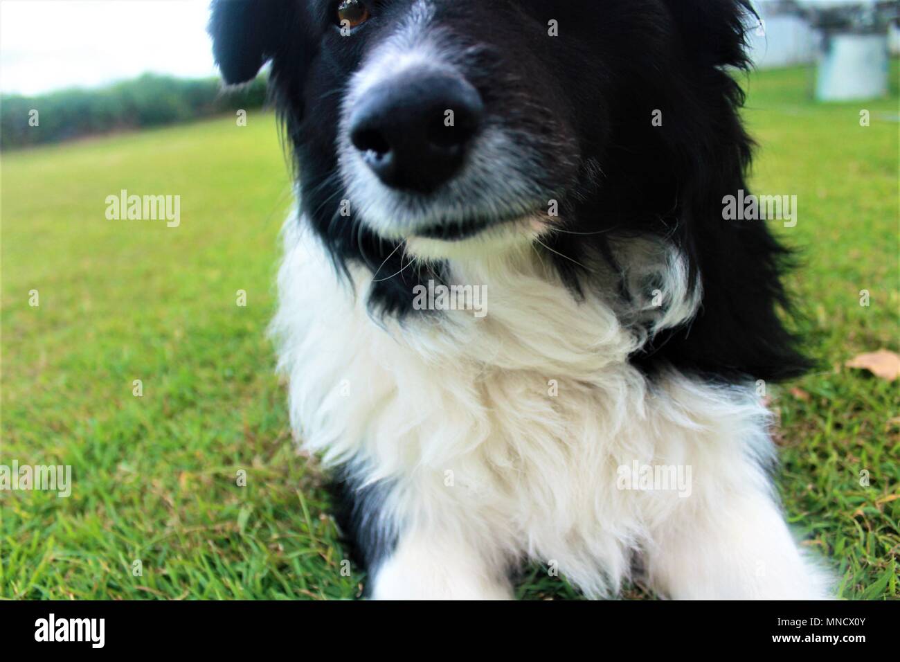 Close up, rilassante nel cortile con il mio Border Collie Foto Stock