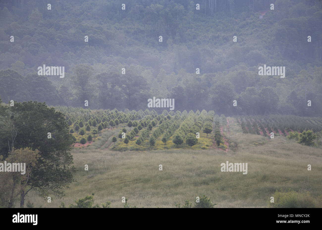 'Piccoli alberi' tour americano serie una nebbiosa mattina vista di righe di piccoli alberi nelle colline della Carolina del Nord un hobbit come l'impostazione Foto Stock