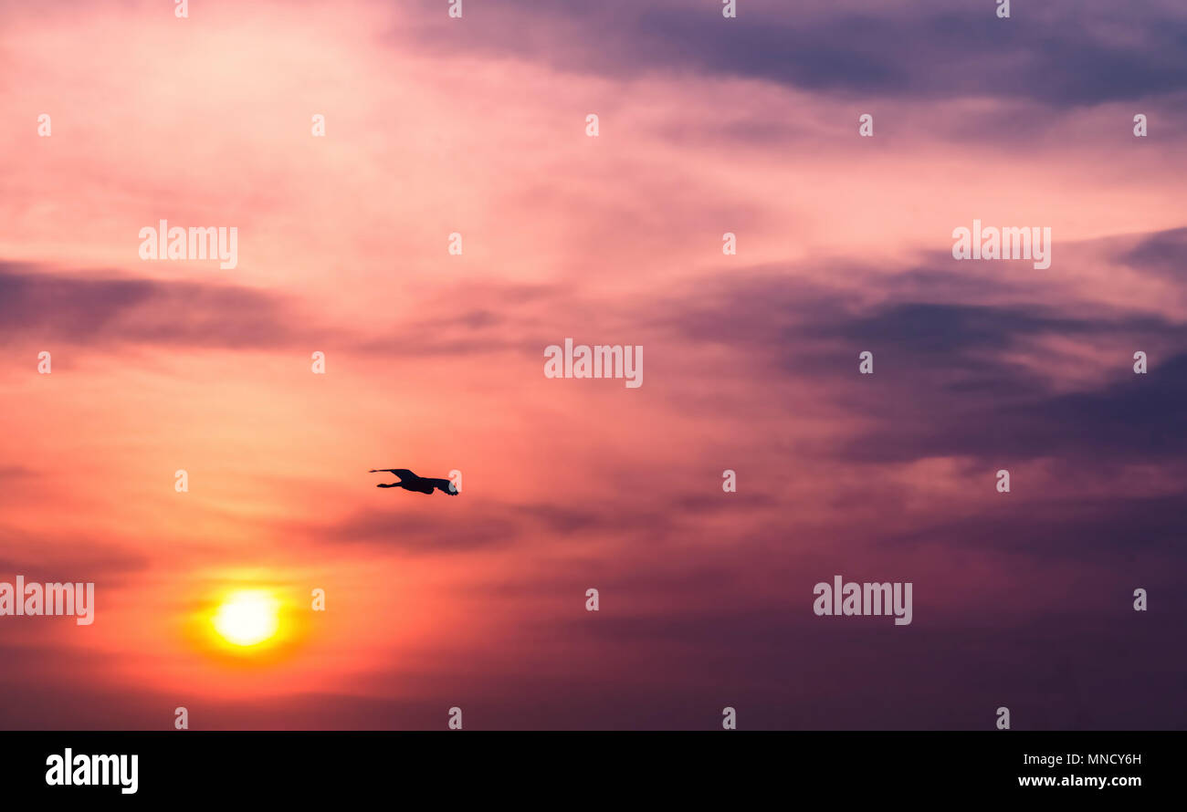 Un uccello vola alto al di sopra del sole di setting Foto Stock