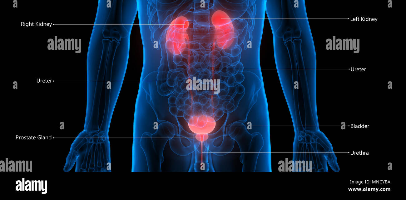 Umano Sistema urinario i reni con la vescica urinaria anatomia Foto Stock