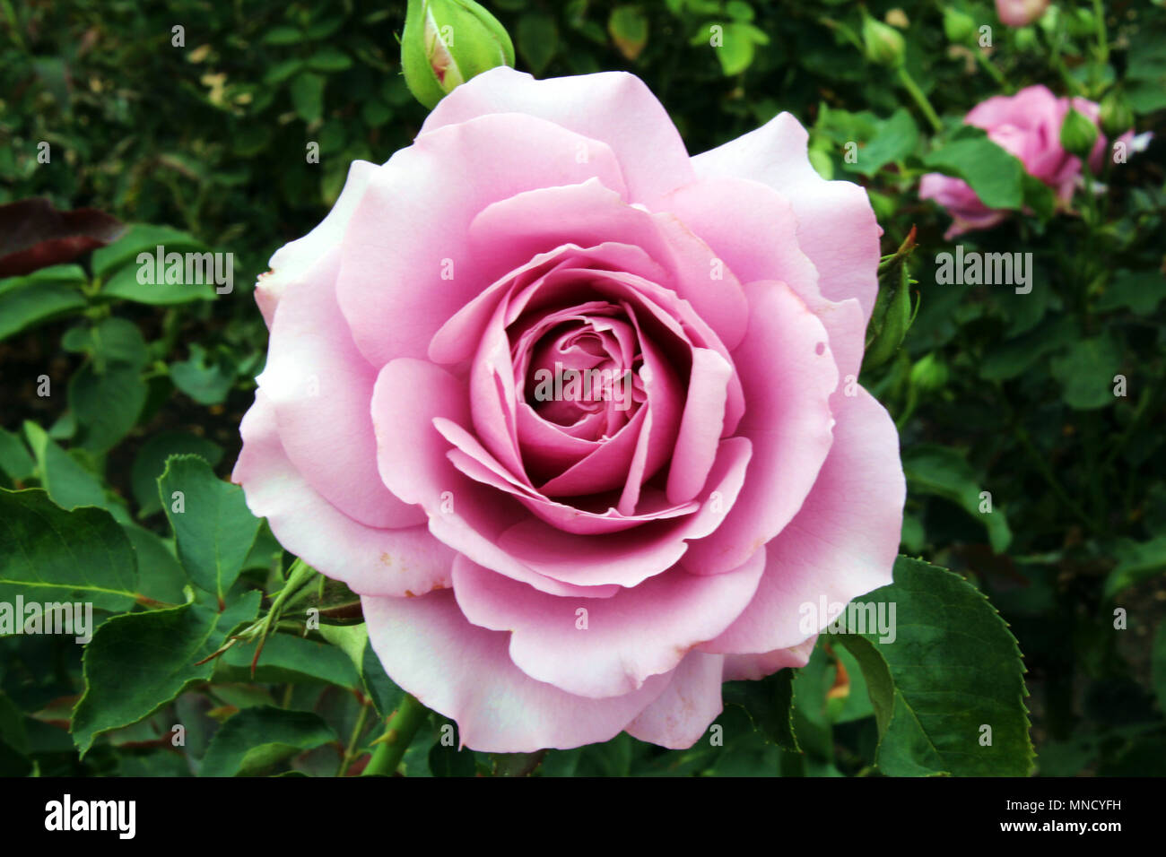 Close up di un singolo, viola Love Song rose in piena fioritura al Inez concedere Parker Memorial Giardino di Rose in Balboa Park, San Diego, California, Stati Uniti d'America Foto Stock