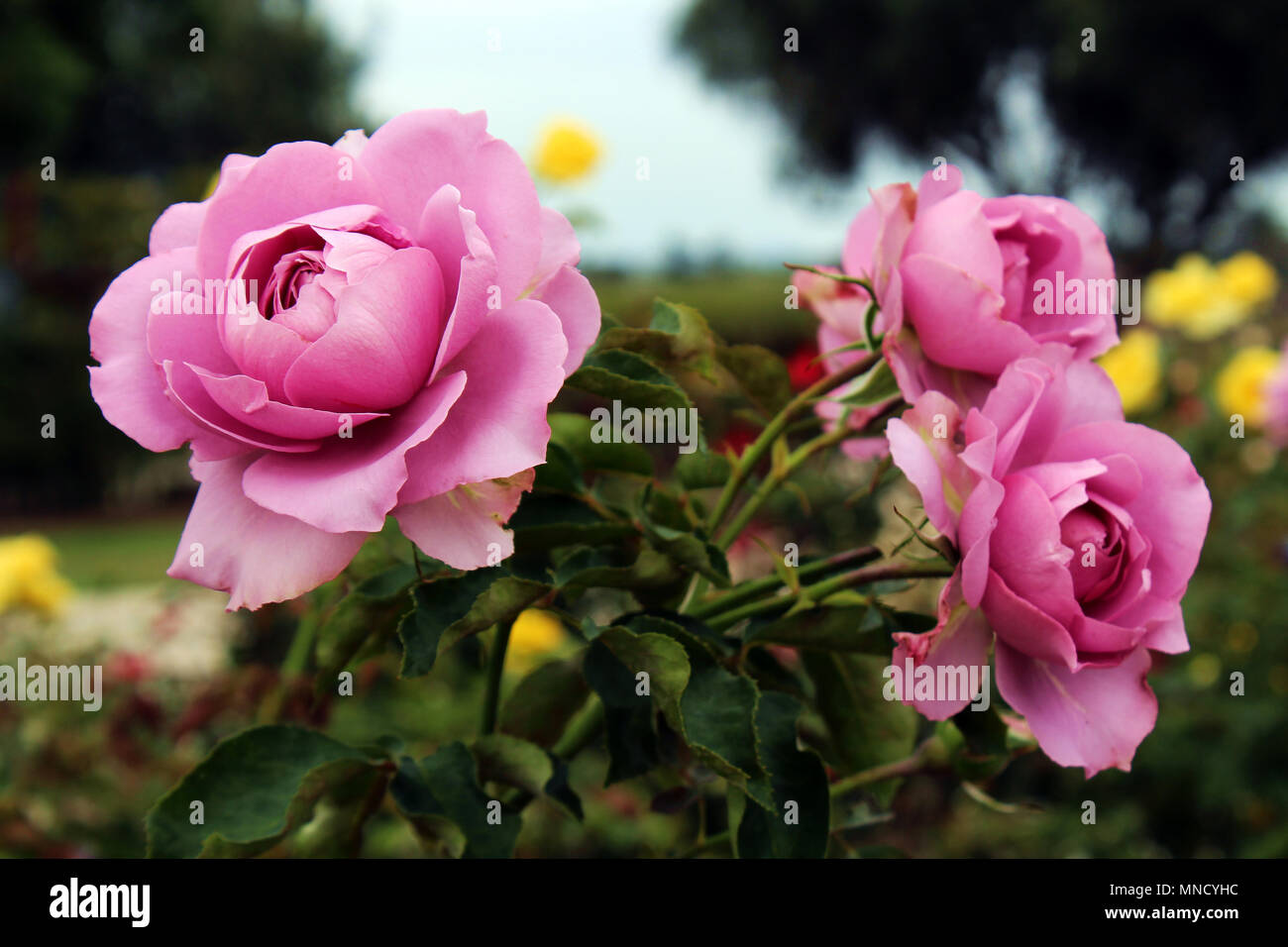 Chiudere fino a tre viola Love Song Rose in piena fioritura al Inez concedere Parker Memorial Giardino di Rose in Balboa Park, San Diego, California, Stati Uniti d'America Foto Stock