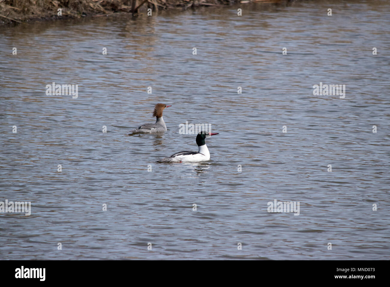 Maschio e femmina Merganser comune (Mergus merganser) Foto Stock