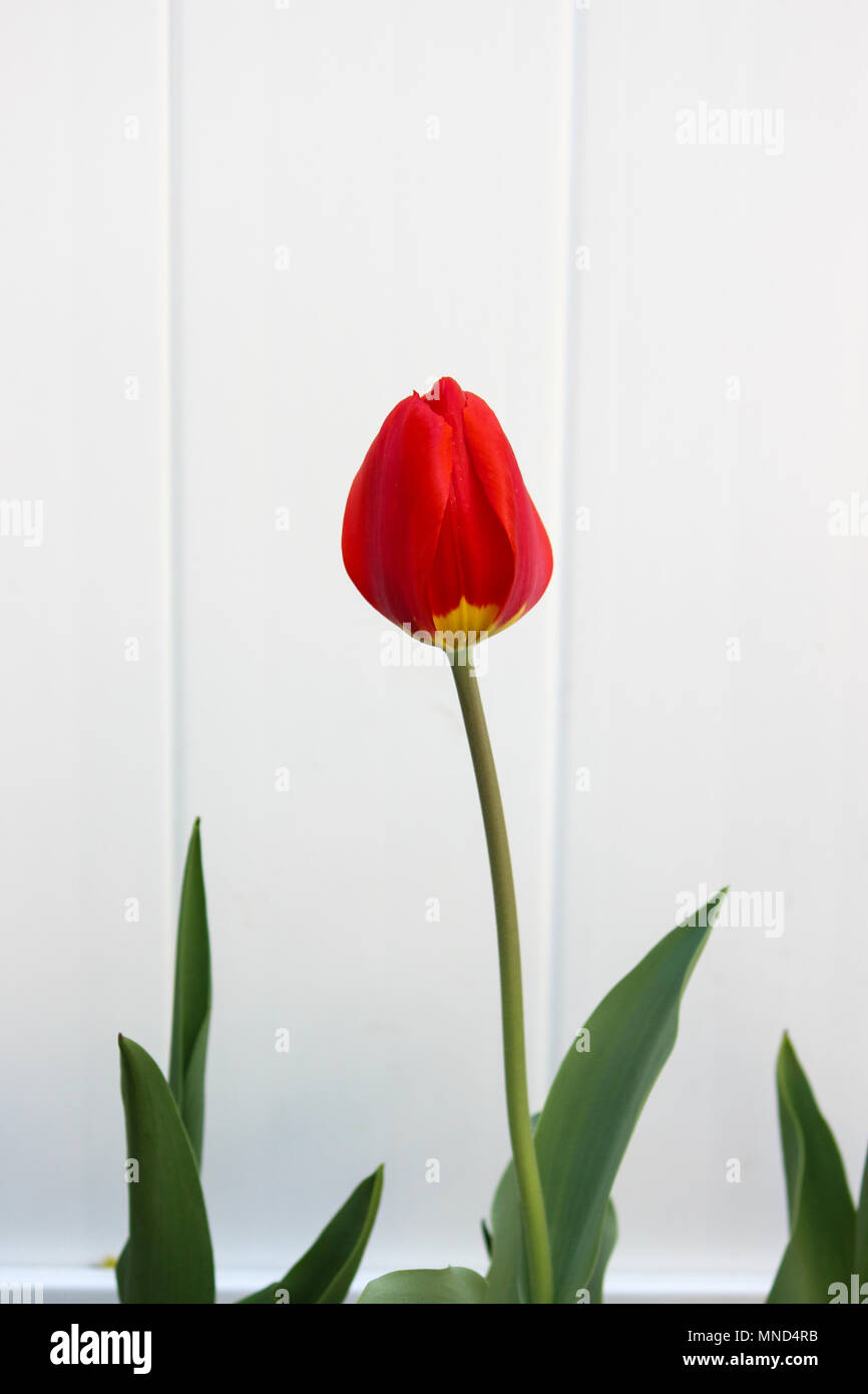 Red Tulip germogliare con un tocco di colore giallo Foto Stock