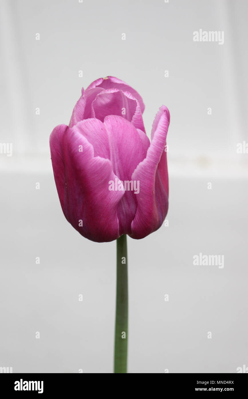 Viola Tulip germogliare con un tocco di colore giallo Foto Stock