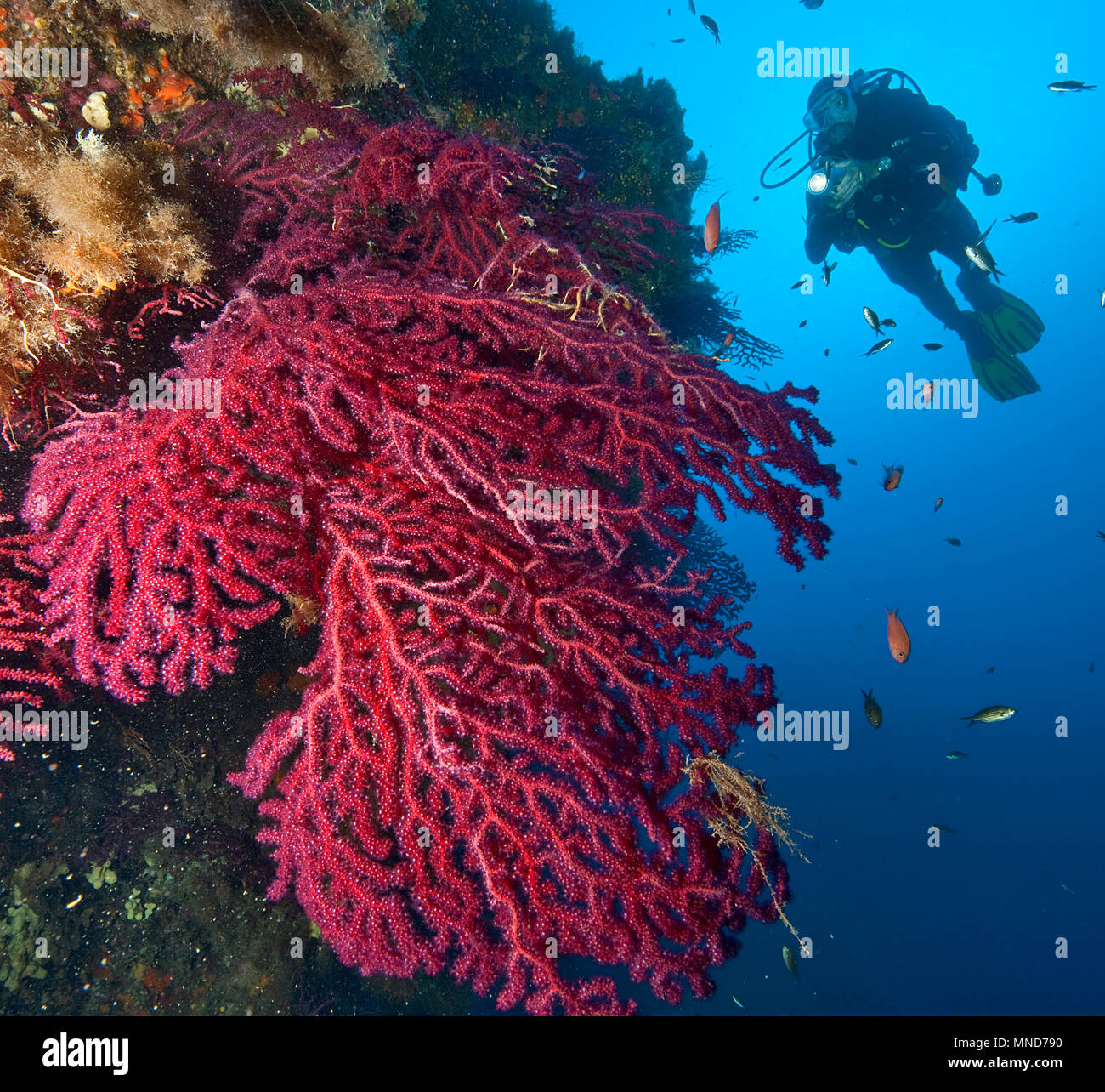 Subacqueo e ventola rosso corallo nel Mediterraneo |Taucher und Rote Fächerkoralle im Mittelmeer | (Paramunicea clavata) Foto Stock