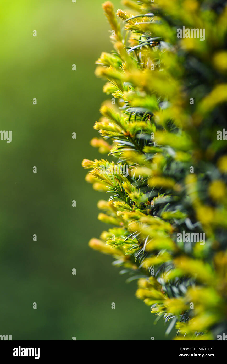 Blooming arbusto di conifere in giardino in primavera. Foto Stock