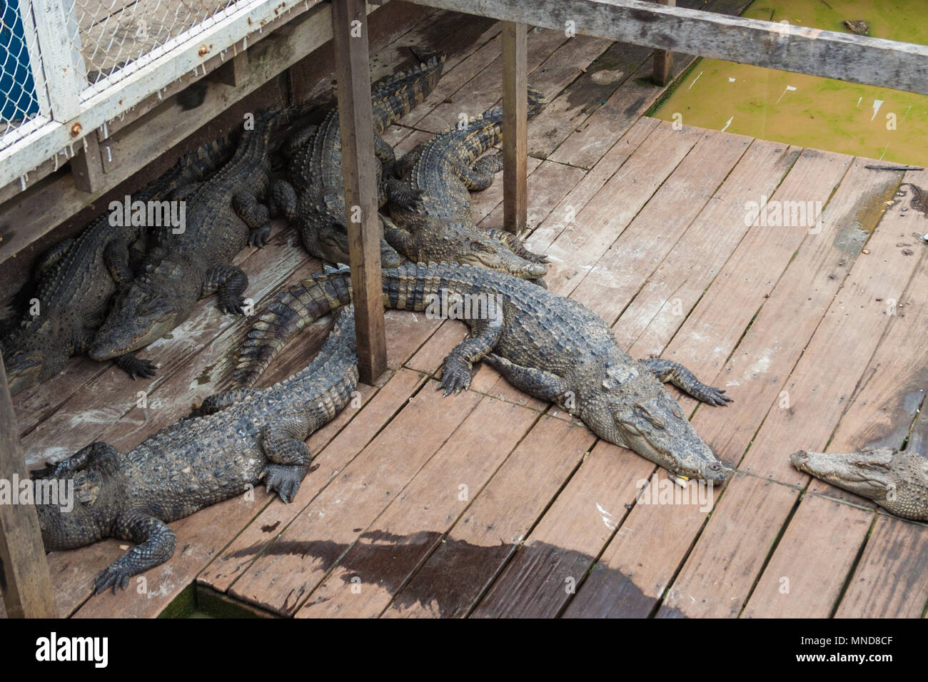 Diversi Siamese coccodrilli di acqua dolce (Crocodylus siamensis) stanno dormendo insieme su una piccola floating Crocodile Farm sul lago Tonle Sap in Cambogia. Foto Stock