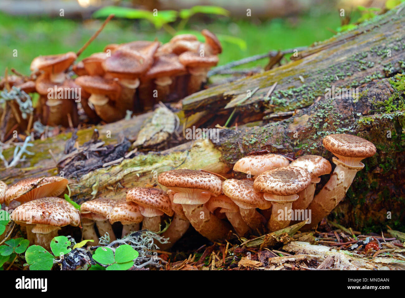 Armillaria ostoyae solidipes cluster di funghi nella foresta Foto Stock