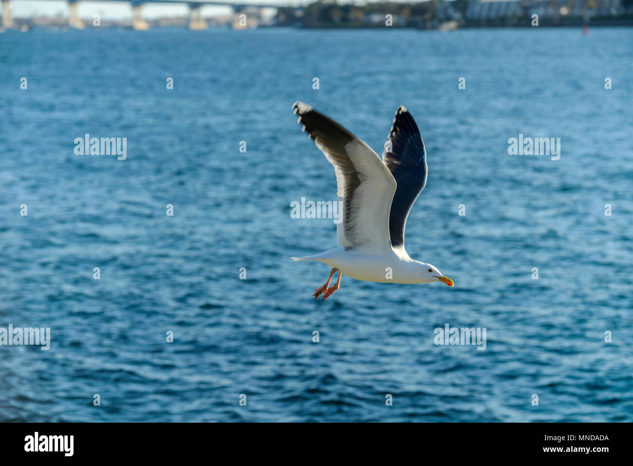 Seagull in volo - un gabbiano volare basso acqua oltre a San Diego Bay, con Coronado Bridge in background. San Diego, California, Stati Uniti d'America. Foto Stock