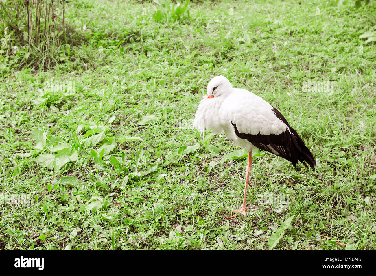 Cicogna bianca sul verde erba, giorno di estate Foto Stock
