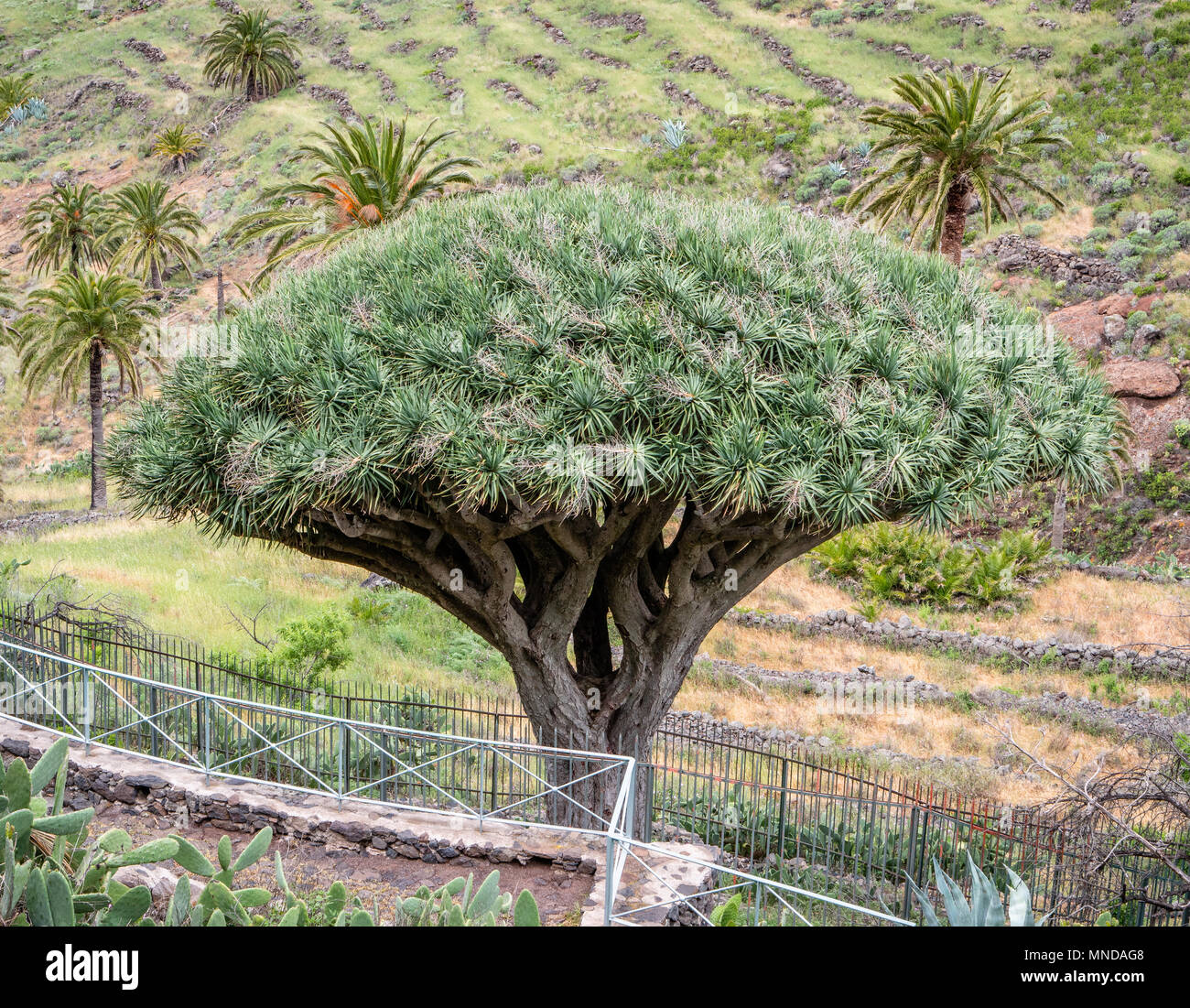 Antico e venerato Dragon Tree Dracena drago a Agalan su La Gomera nelle isole Canarie Foto Stock