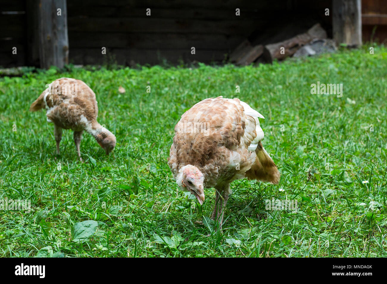 La Turchia giovani pulcini in erba verde, giorno di estate in villaggio Foto Stock