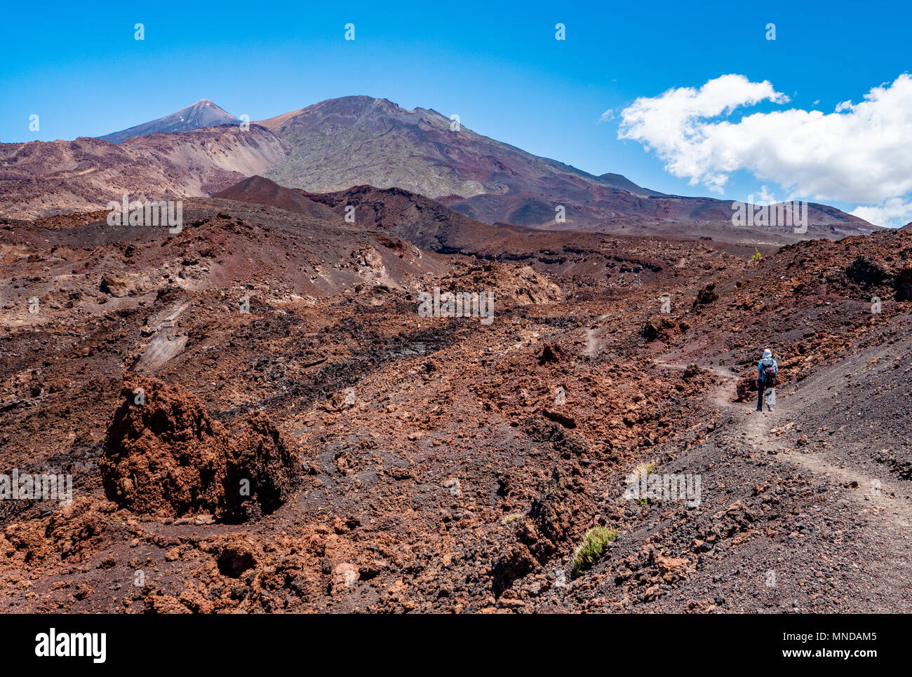 Il camminatore femmina sulla Montana de la Botija cercando passato desolato flussi di lava verso il cono sommitale del Monte Teide Tenerife Isole Canarie Foto Stock