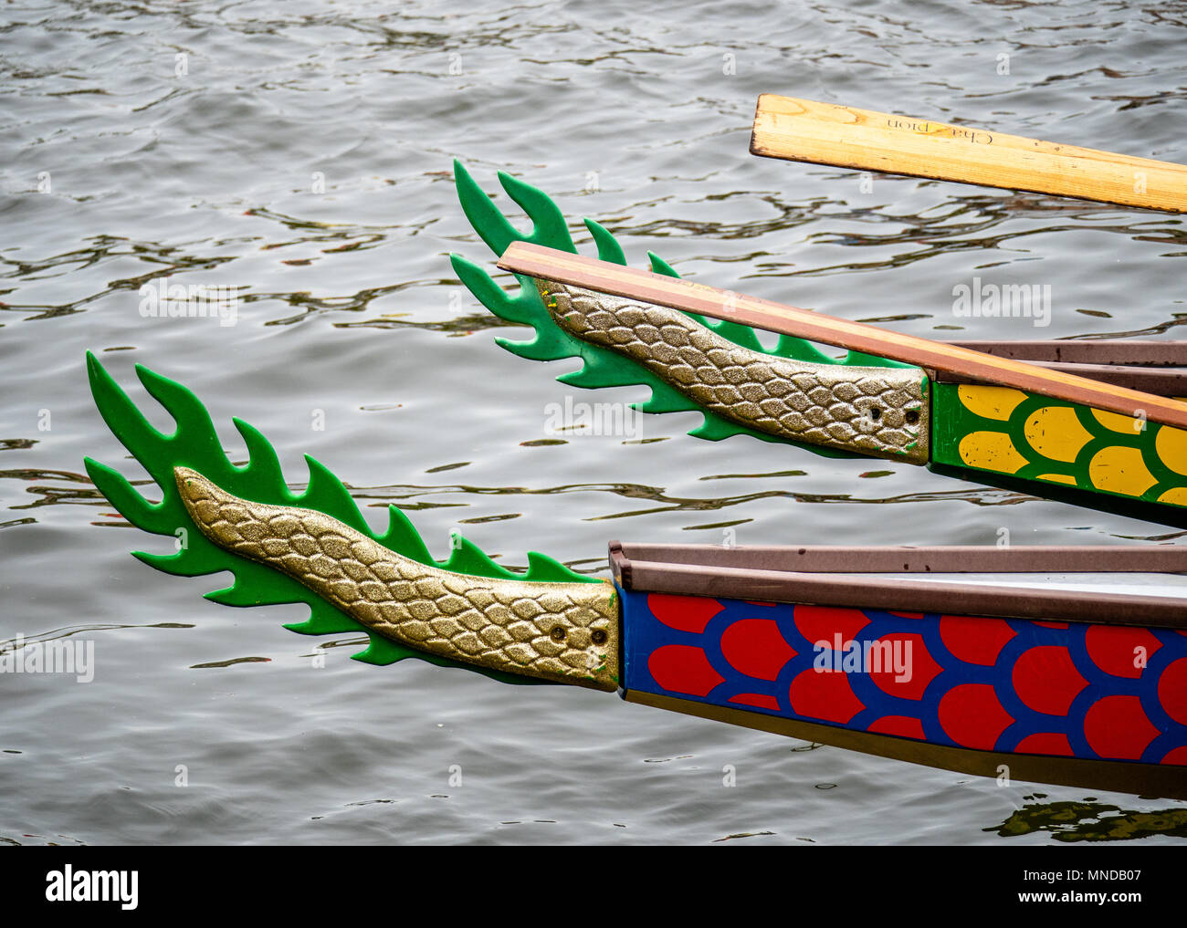 Decorate code delle barche drago su Bristol Floating Harbour dove squadre amatoriali di rematori di gara per raccogliere fondi per beneficenza Bristol REGNO UNITO Foto Stock