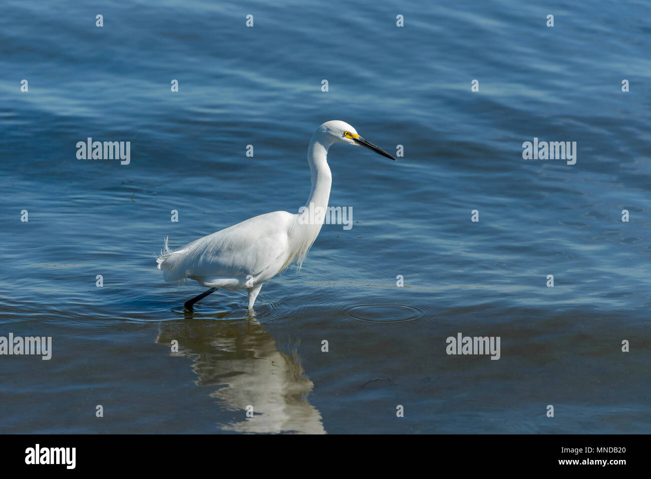 Snowy Garzetta - un airone nevoso a piedi e la caccia in blu acqua bassa vicino a riva a San Diego Bay. San Diego, California, Stati Uniti d'America. Foto Stock