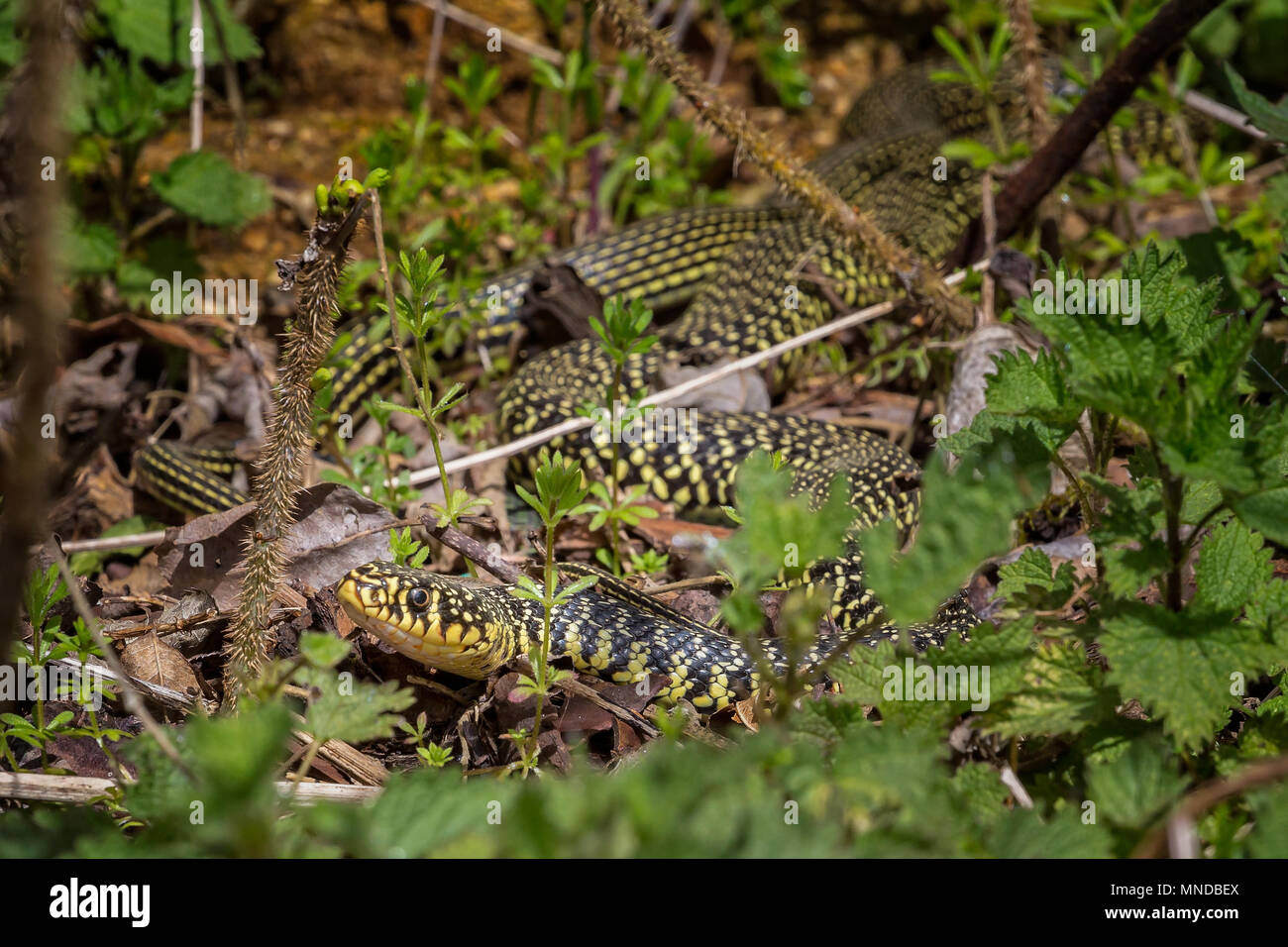 Grande western frusta di serpenti o green whip snake Foto Stock