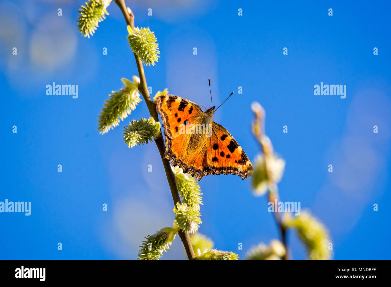 Tartaruga butterfly sul ramo contro il cielo blu Foto Stock