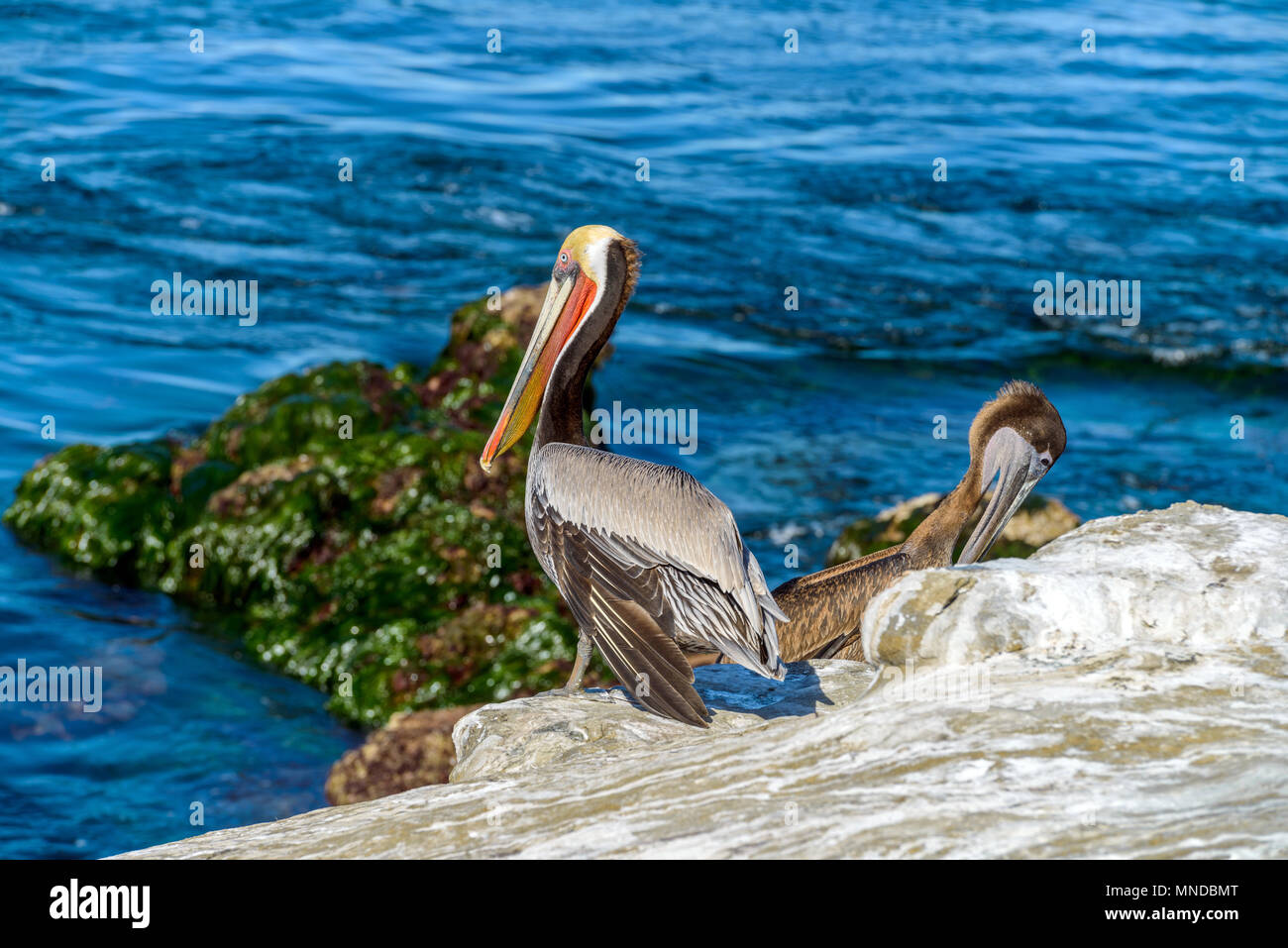 Pelican a precipizio sul mare - Due pellicani marroni, un adulto in variopinto piumaggio di allevamento e un bambino in marrone e grigio, in appoggio su di una scogliera sul mare. Foto Stock