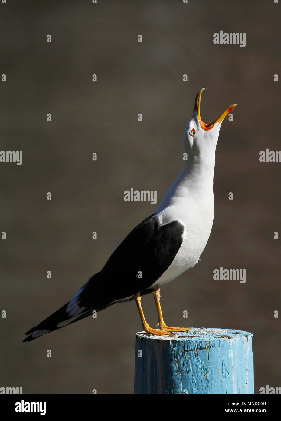 Adulto nero minore-backed Gull, Larus fuscus, urlando sul palo in Finlandia. Foto Stock