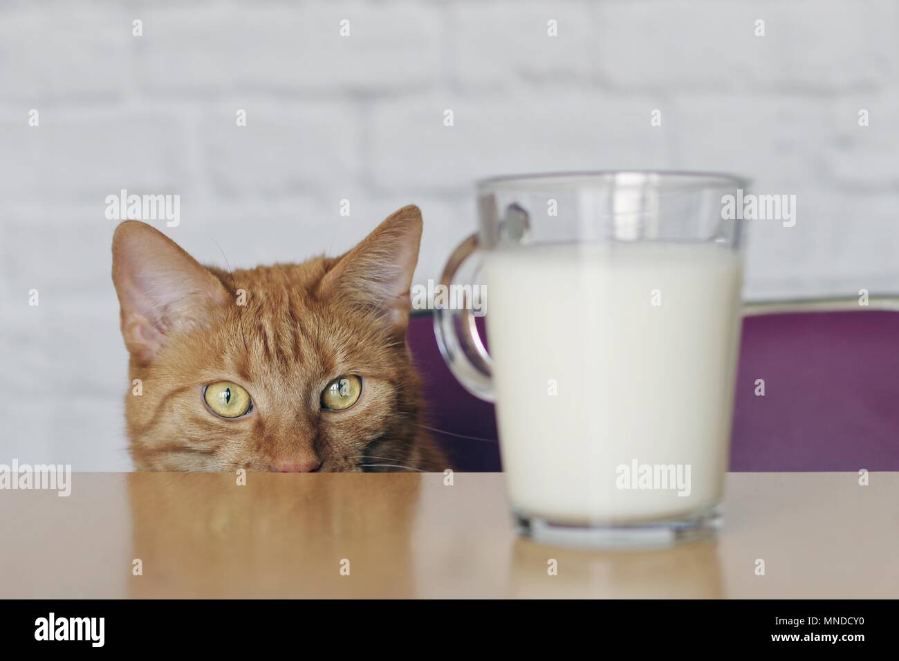 Lo zenzero Cute cat cercando curiosi di una tazza di latte. Foto Stock
