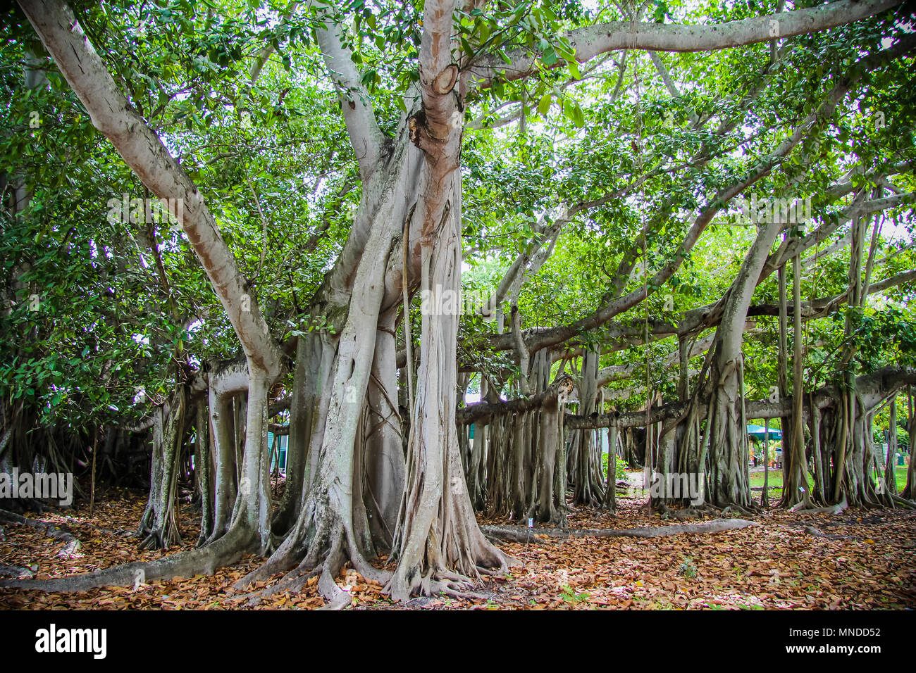 Edison e Ford Winter Estates, Florida Foto Stock