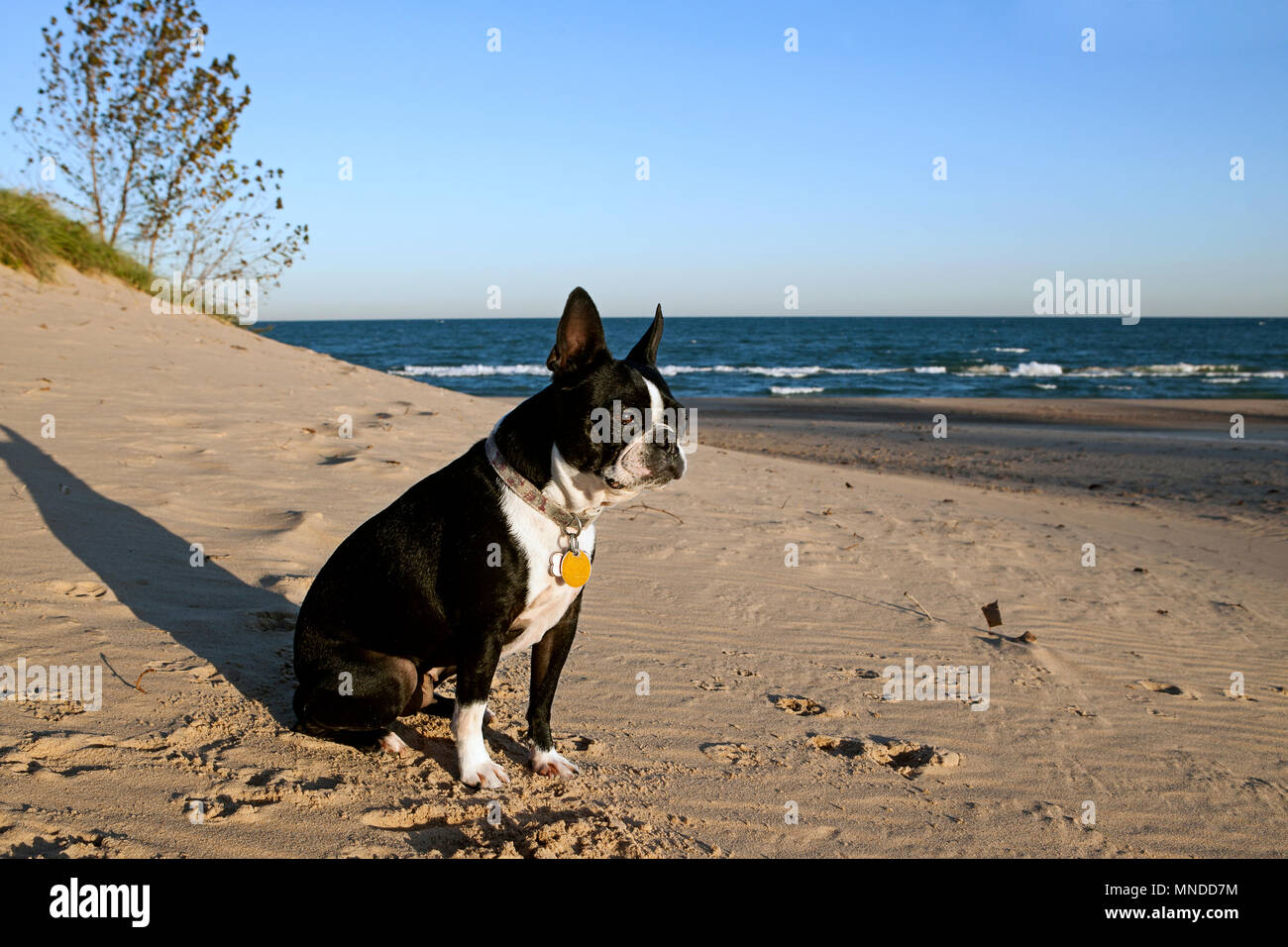 Boston Terrier seduto sulla spiaggia al tramonto Foto Stock