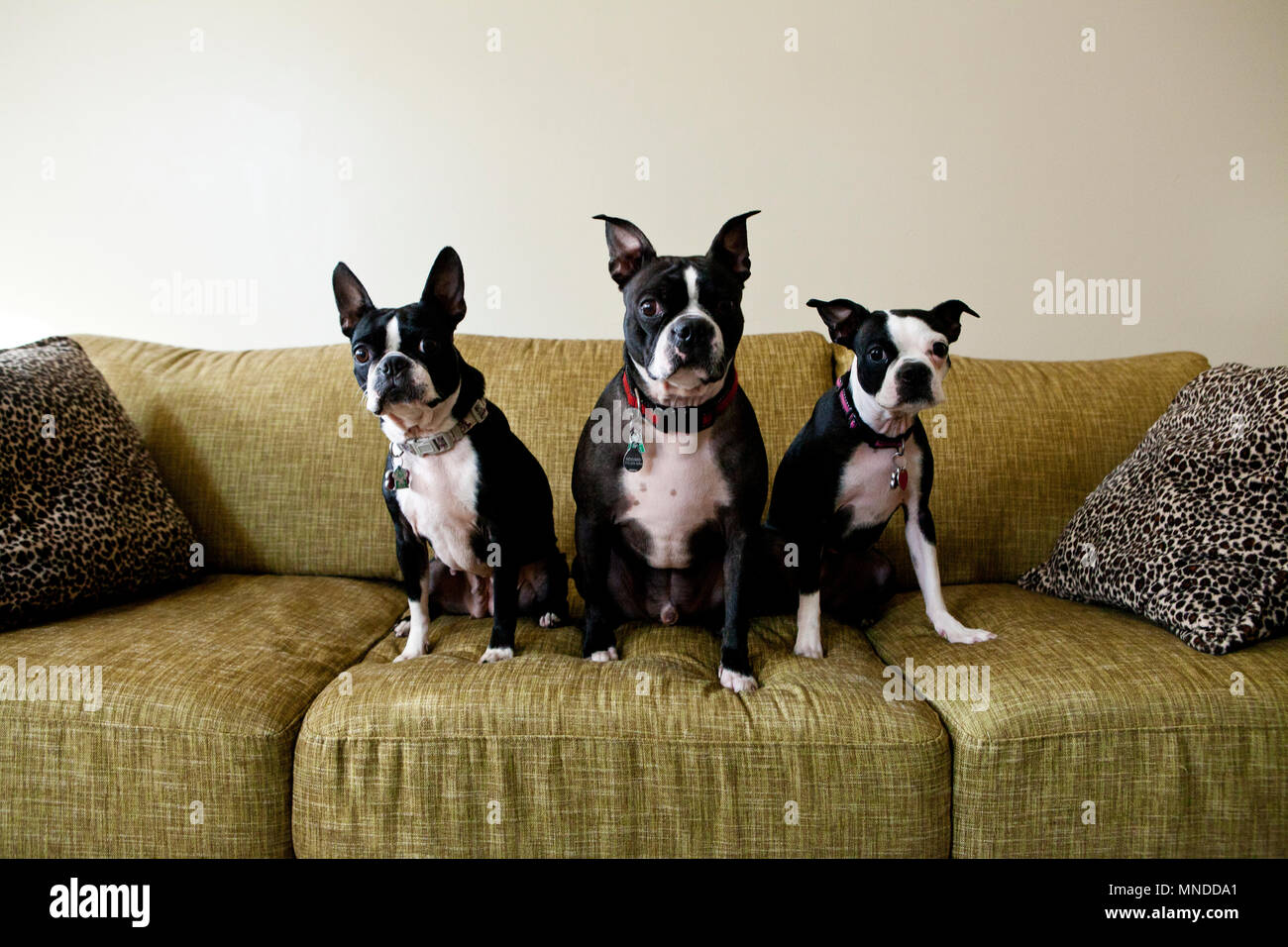Tre Boston Terrier seduto su un divano verde guardando la telecamera Foto Stock