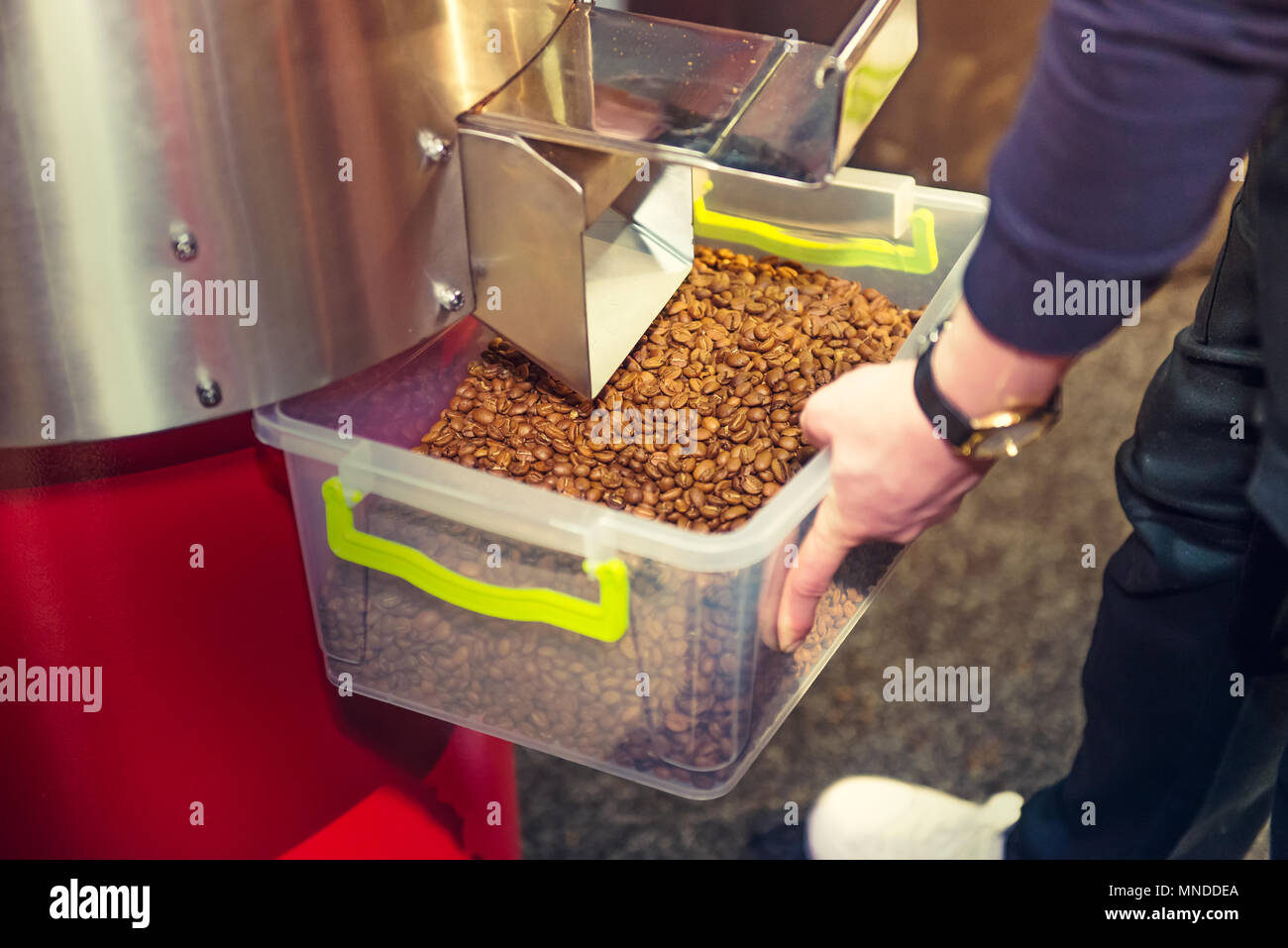I chicchi di caffè dopo il processo di tostatura in macchina professionale. Tipo di tamburo tostatore. Processo di Rosting di caffè. Barista ottenendo i chicchi di caffè nel contenitore. Foto Stock
