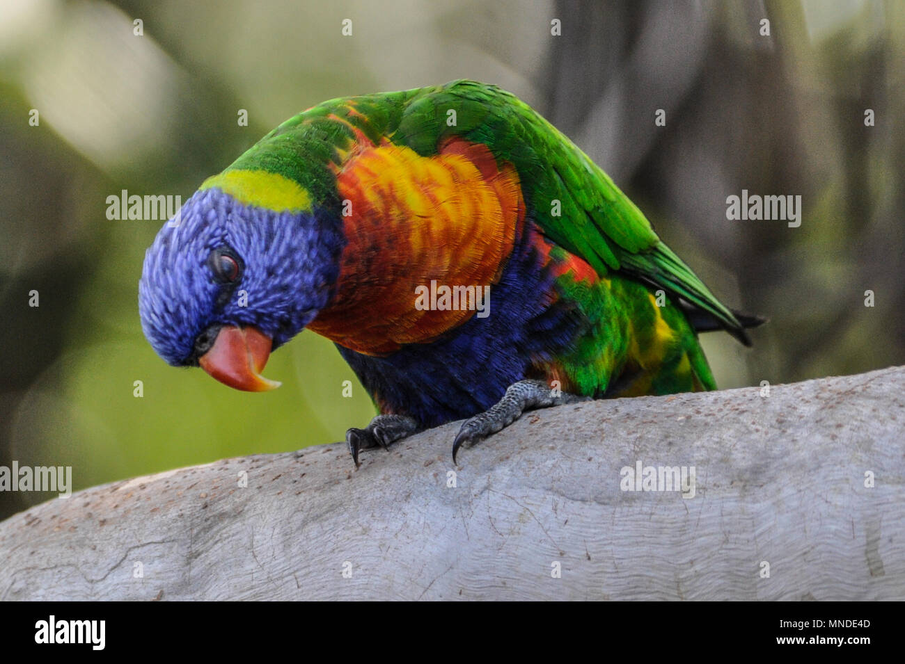 Australian rainbow lorikeet, Queensland, Australia Foto Stock