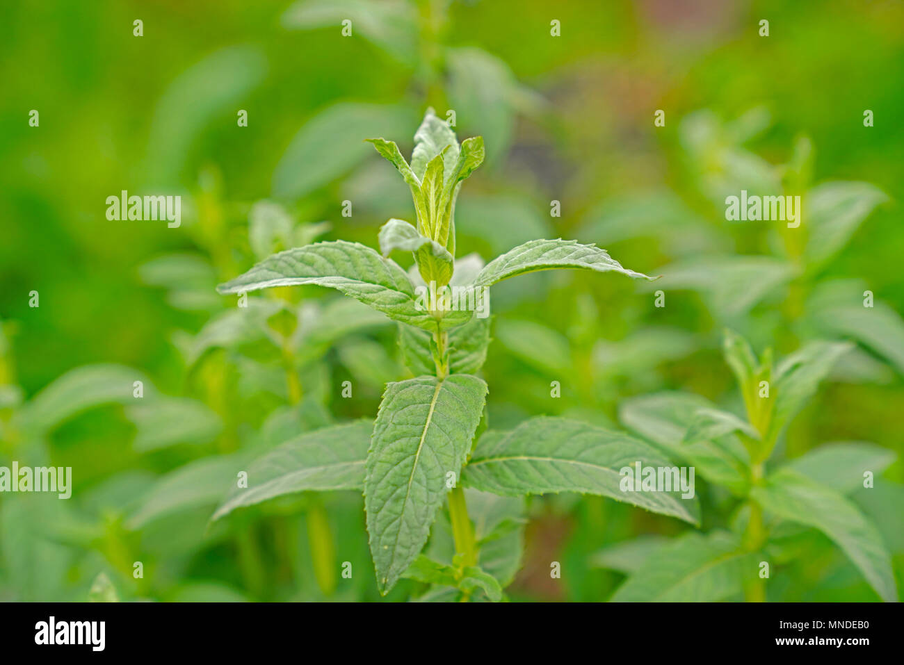 Mentuccia fresca che cresce in giardino Foto Stock