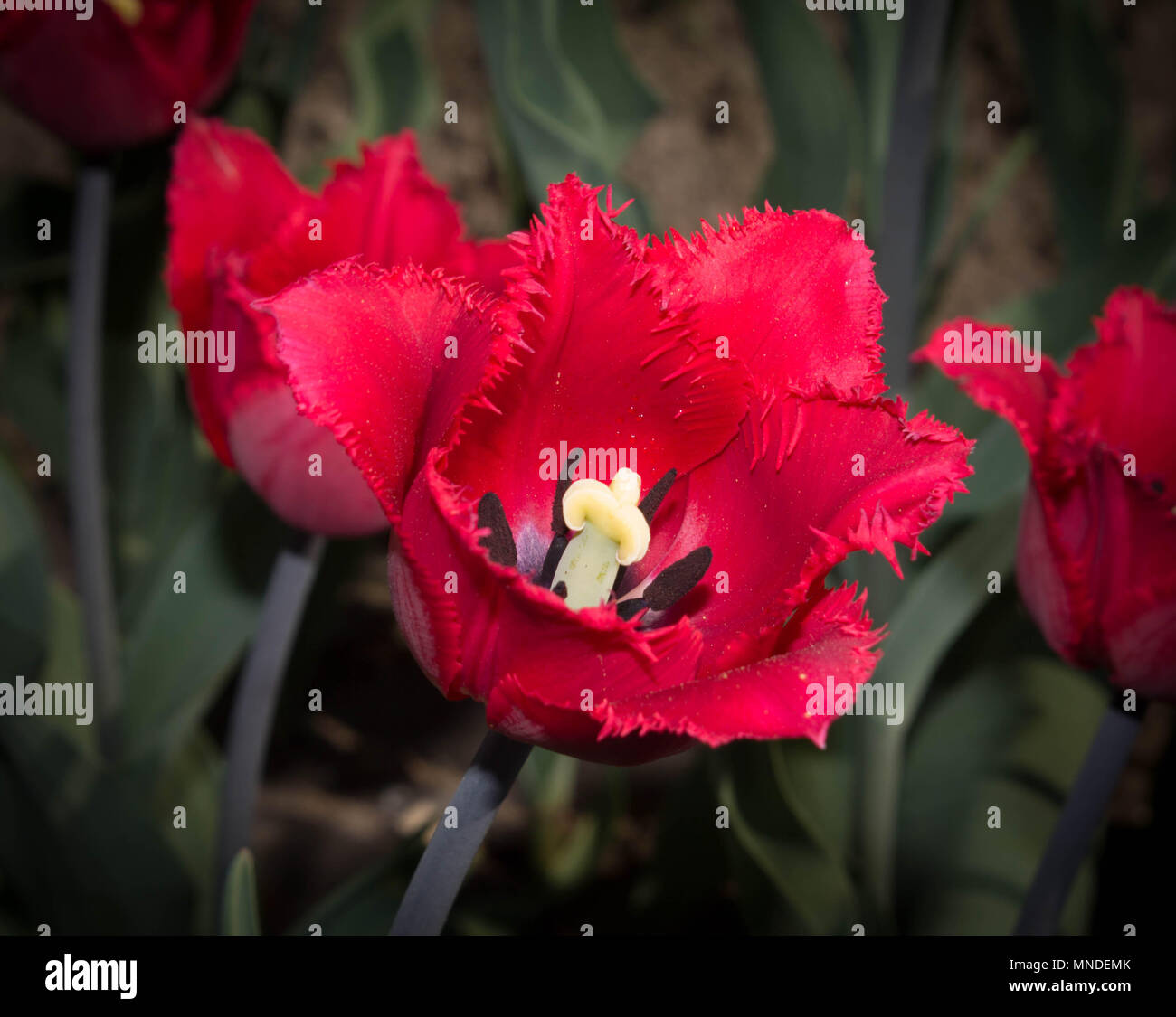 Due fiori di tulipani scarlet su erba verde Foto Stock