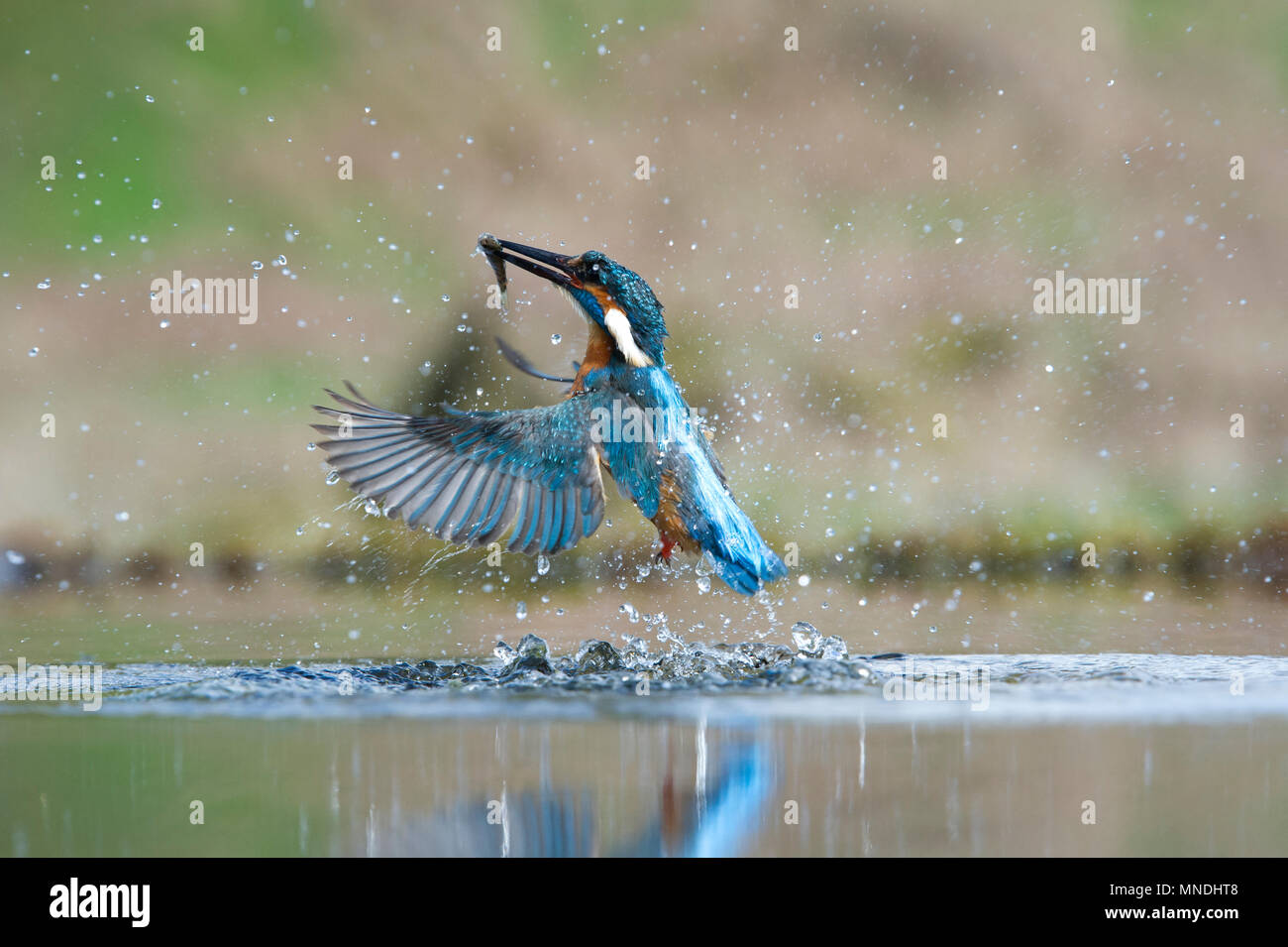 Un azione girato di un comune Kingfisher (Alcedo atthis) emergenti dall'acqua dopo un'immersione di pesce in una piccola piscina nel Regno Unito Foto Stock