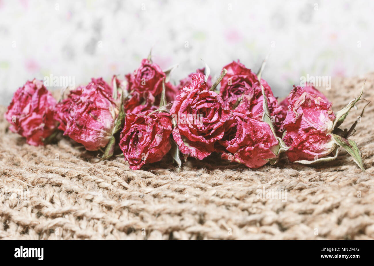Asciugare rose rosse per nostalgie e intima atmosfera del passato Foto Stock
