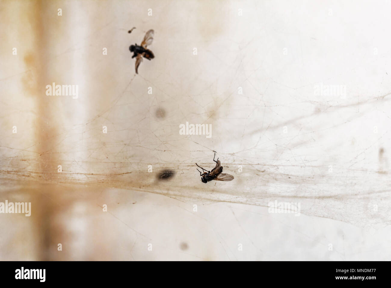 Vola bluebottle nel web come simbolo di unfreedom Foto Stock