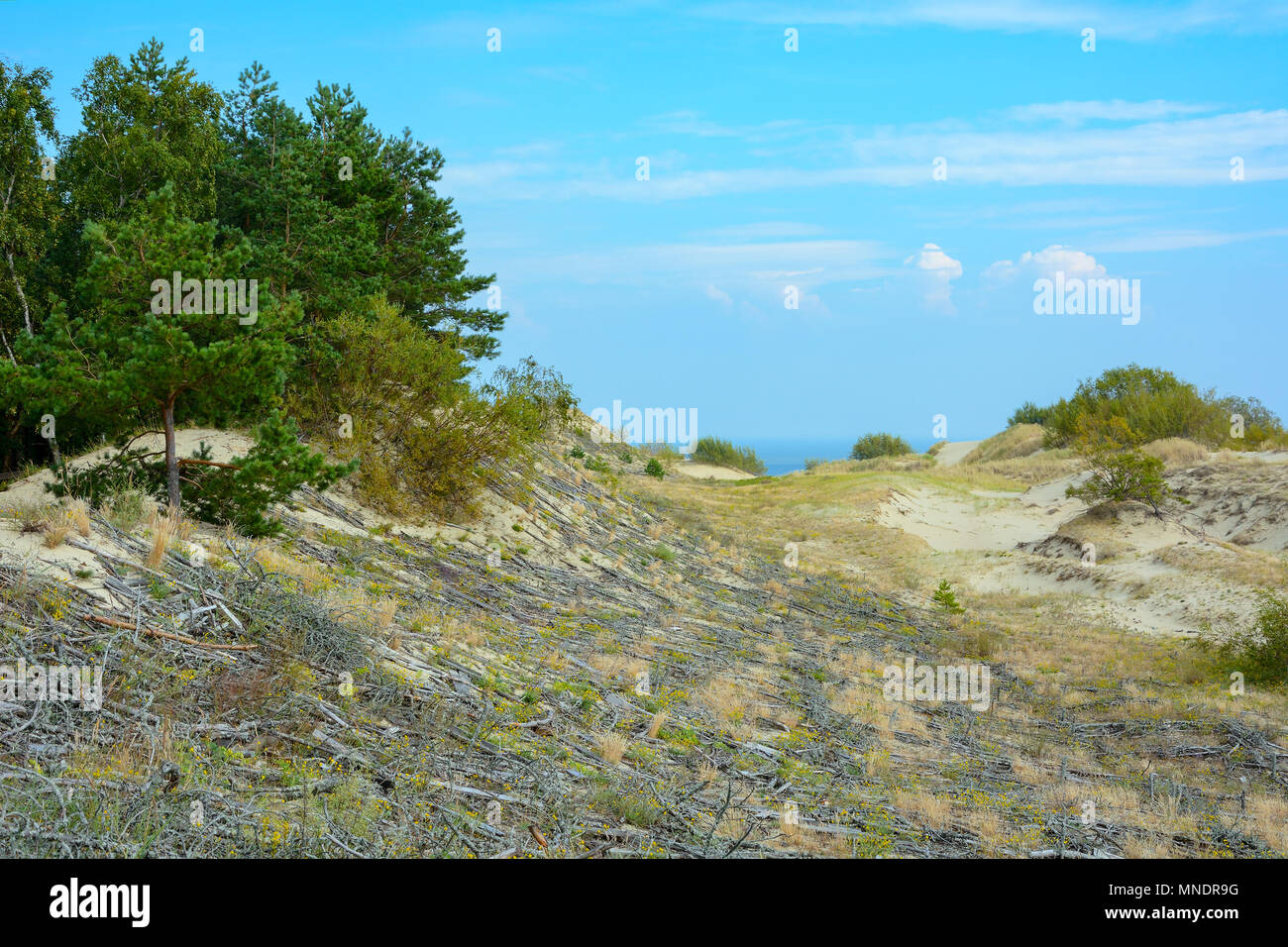 Grafico di dune di sabbia, fissato con una cella speciale di rami, Curonian spit, la regione di Kaliningrad Foto Stock