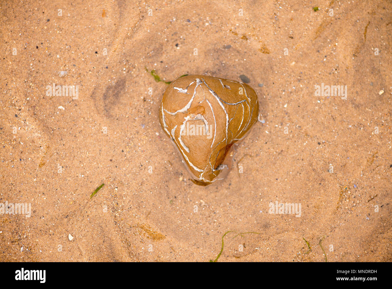 A forma di cuore sulla roccia Saltburn Beach, Inghilterra Foto Stock