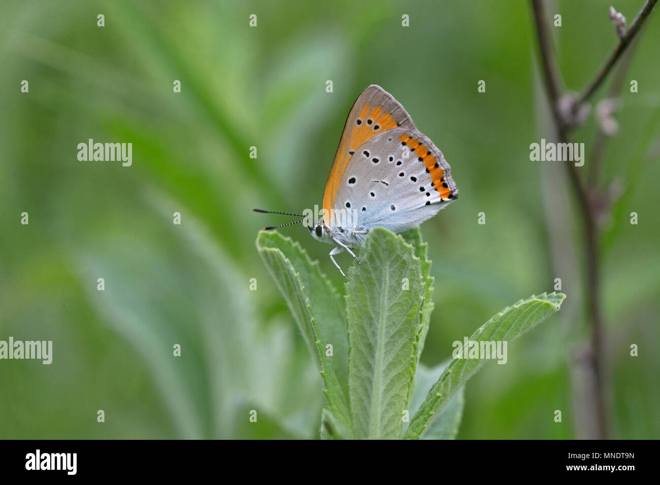 Rame di grandi dimensioni (Lycaena dispar) Foto Stock