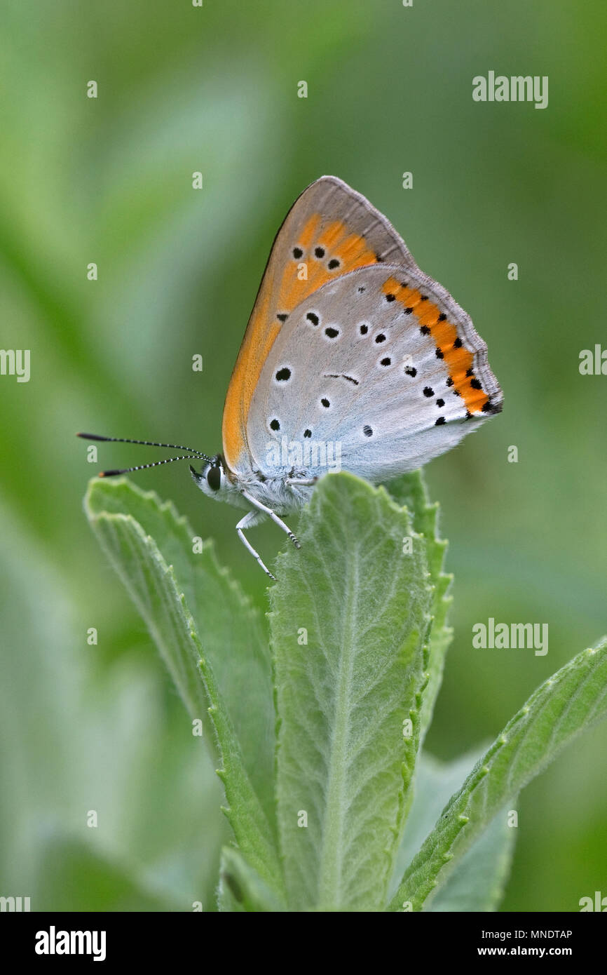 Rame di grandi dimensioni (Lycaena dispar) Foto Stock