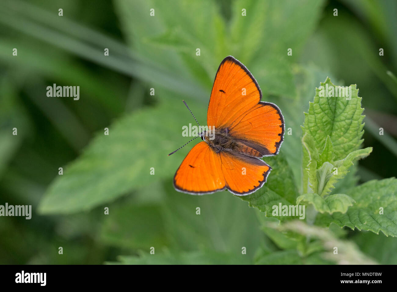 Rame di grandi dimensioni (Lycaena dispar) Foto Stock