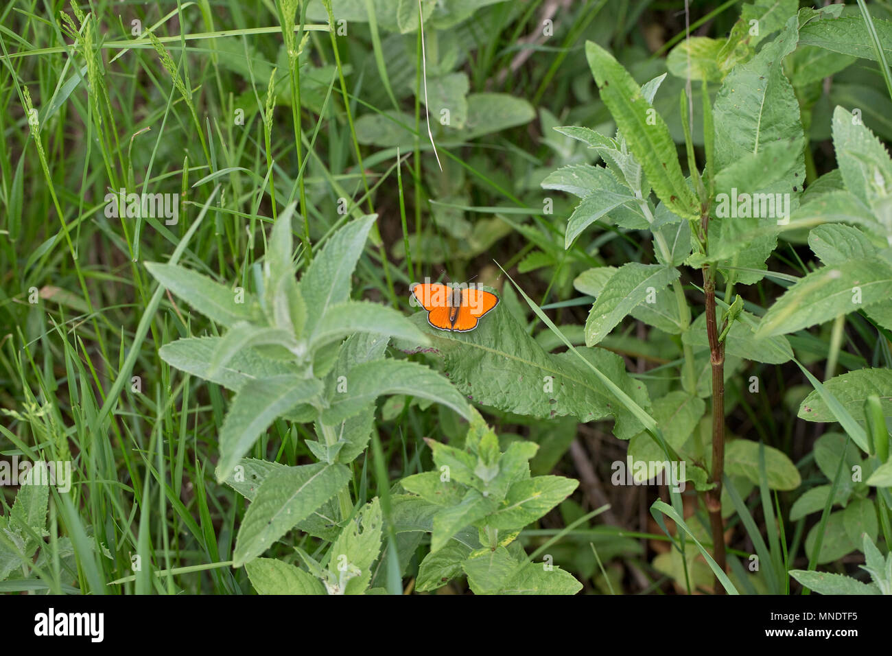 Rame di grandi dimensioni (Lycaena dispar) Foto Stock